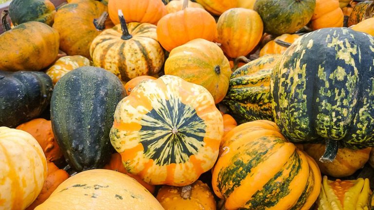 Quand récolter les courges pour faire des ornements attrayants