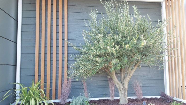 Les oliviers résistent-ils à la sécheresse ?  Des experts révèlent la résilience des olives - et comment avoir le meilleur régime d'arrosage