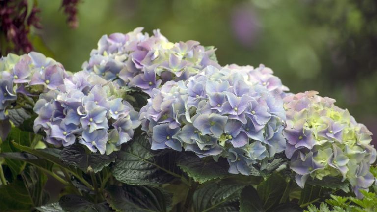 Pourquoi mes hortensias se fanent-ils ?  Les réponses et les solutions des experts