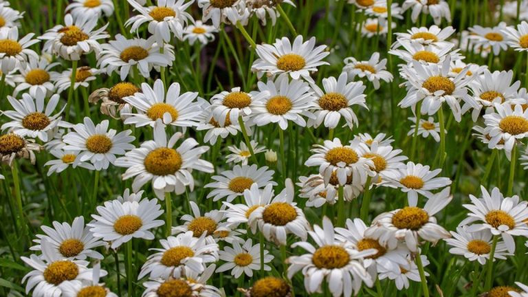 Marguerites Shasta mortes - pour garder ces fleurs joyeuses en fleurs plus longtemps