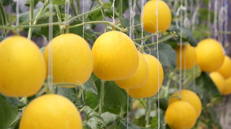 Comment cueillir le miellat - des experts partagent des astuces pratiques pour vous aider à récolter des fruits parfaitement mûrs