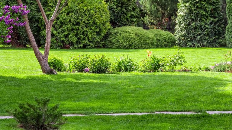 Pourquoi ma pelouse est-elle jaune et comment puis-je y remédier ?  9 causes – et des solutions expertes