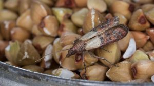 Des experts en lutte antiparasitaire expliquent comment se débarrasser des mites du garde-manger – et comment les éloigner