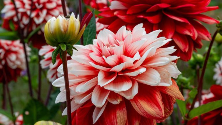 Comment maintenir la floraison des dahlias : les experts révèlent les 5 secrets d'une floraison abondante