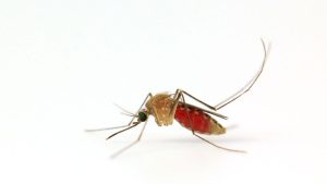 Des experts partagent comment se débarrasser des moustiques dans la cuisine