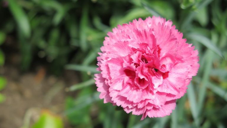 Quand et comment couper les dianthus – pour que ces fleurs continuent à fleurir tout l’été