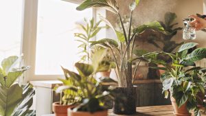 Ces 6 plantes d’intérieur peuvent aider à prévenir naturellement la moisissure tout en étant belles Ces 6 plantes d’intérieur peuvent aider à prévenir naturellement la moisissure tout en étant belles