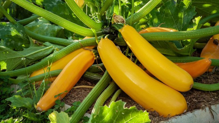 Quand récolter les courgettes pour obtenir les légumes les plus savoureux