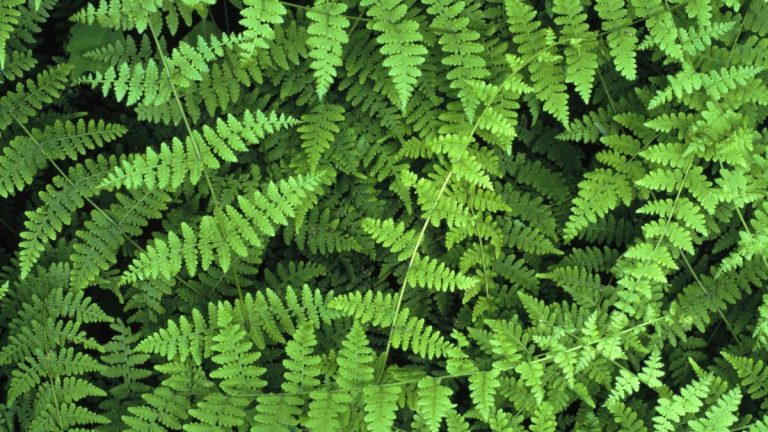 Pourquoi ma fougère brunit-elle ?  6 raisons pour lesquelles les frondes montrent de la détresse et comment y remédier
