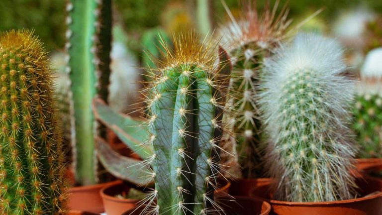 Pourquoi mon cactus brunit-il ?  Les raisons expliquées – et les moyens d’éviter que cela ne se produise