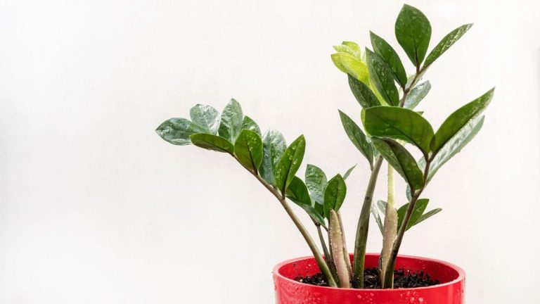 Comment propager une plante ZZ – 3 façons simples de faire pousser des « chiots de plantes » sans frais supplémentaires