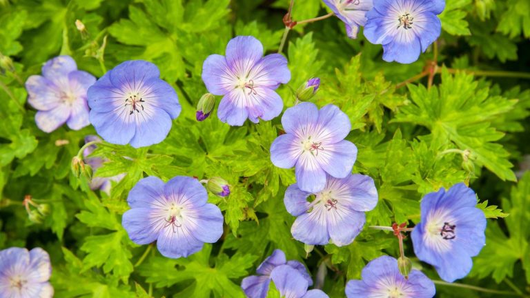 Pourquoi mes feuilles de géranium jaunissent-elles ?  Raisons et recours des experts