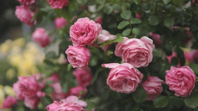 Guide d’entretien et de culture des roses – conseils d’experts pour de belles fleurs chaque été