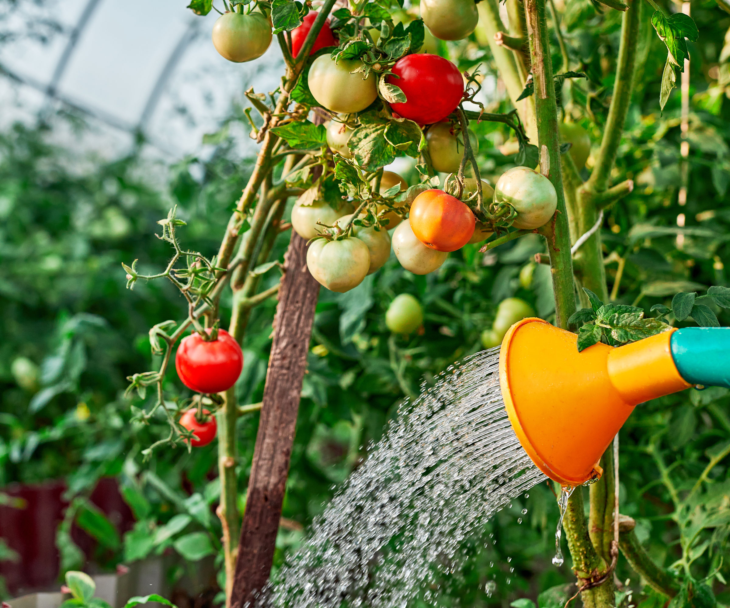 plants de tomates arrosés