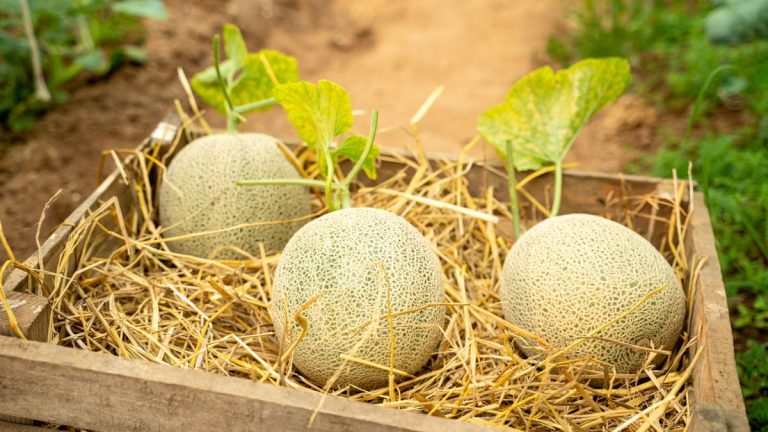 Quand cueillir des cantaloups – apprenez à utiliser cette technique éprouvée