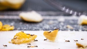 Comment se débarrasser des fourmis dans la cuisine et empêcher leur retour Comment se débarrasser des fourmis dans la cuisine et empêcher leur retour