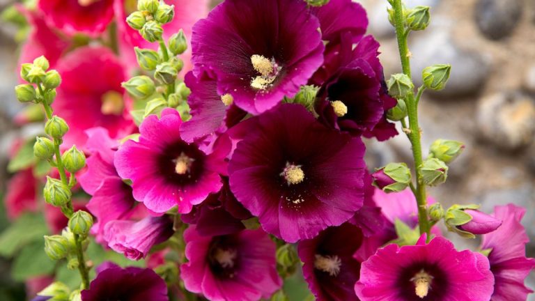Que sont les biennales ?  Notre guide de ces plantes faciles à cultiver