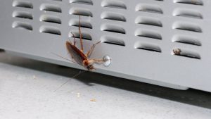 Des professionnels de la lutte antiparasitaire expliquent comment se débarrasser correctement des cafards de la cuisine Des professionnels de la lutte antiparasitaire expliquent comment se débarrasser correctement des cafards de la cuisine