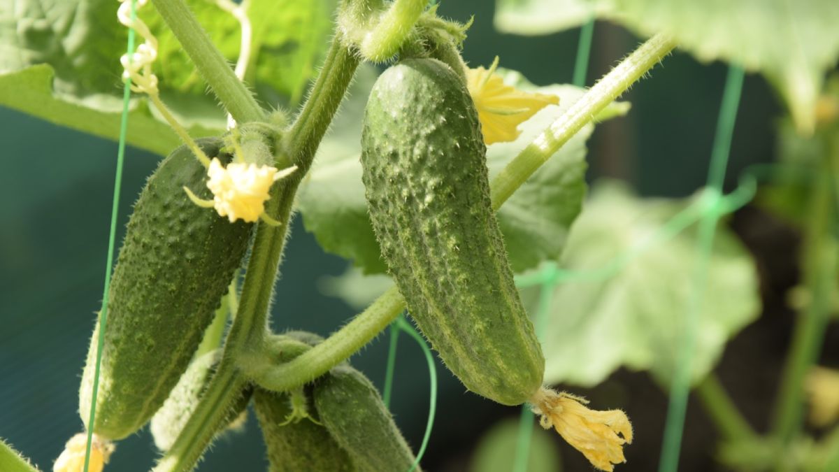 Comment et quand fertiliser les concombres – pour une abondance de ...