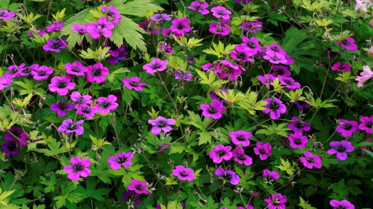 Comment maintenir la floraison des géraniums – 5 conseils d’experts pour un maximum de fleurs