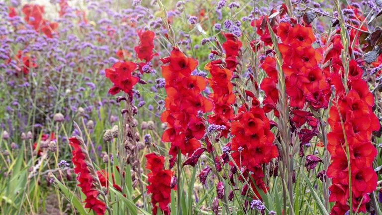 Comment éloigner les mauvaises herbes des parterres de fleurs – des moyens astucieux pour réduire le travail de jardinage