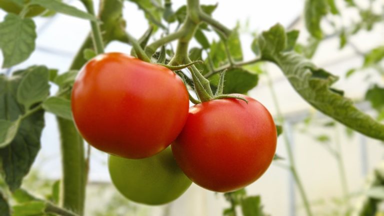 Les ravageurs de la tomate qui détruiront vos plantes – et les meilleurs moyens des experts en jardinage pour les combattre de manière biologique