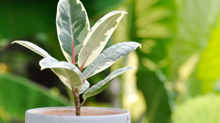 Comment propager une plante à caoutchouc – et obtenir plus de plantes d’intérieur gratuitement