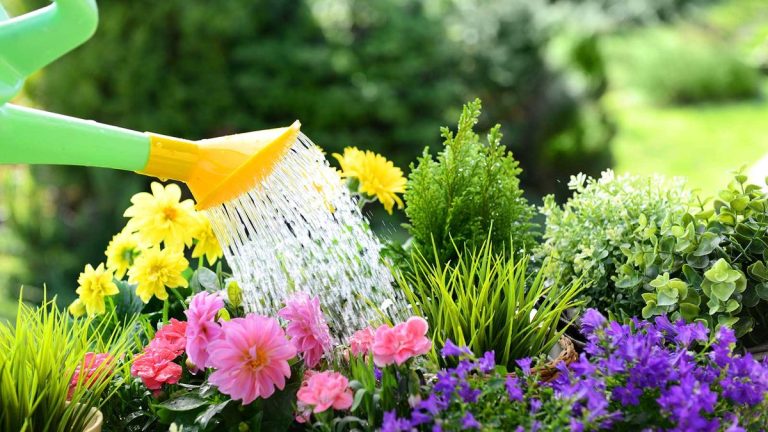 Peut-on arroser les plantes avec de l'eau distillée ?  Les experts du jardinage interviennent