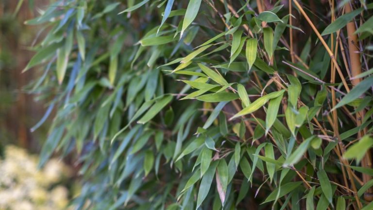 Le bambou est-il résistant à la sécheresse ?  Comment choisir les meilleurs types pour survivre aux conditions sèches