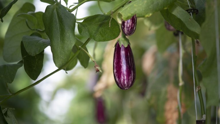 Faut-il tailler les aubergines ?  Les experts sont divisés sur les mérites du sécateur