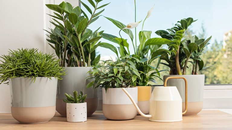 Entretien des plantes d'intérieur en été – 5 meilleurs conseils pour que les plantes continuent de prospérer pendant une canicule