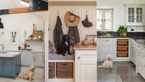 Une marque britannique de cuisine vient de lancer une « cuisine pour animaux de compagnie »