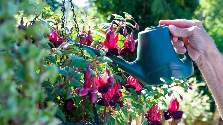 À quelle fréquence faut-il arroser les paniers suspendus ?  Les experts expliquent et partagent leurs meilleurs conseils d'arrosage