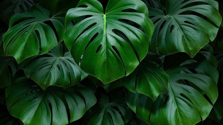 Pourquoi mon monstera tombe-t-il ?  Les experts révèlent 5 raisons courantes