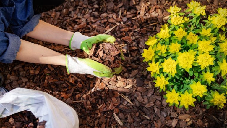 Pourquoi vous ne devriez pas commettre cette grosse erreur en paillant autour des arbres