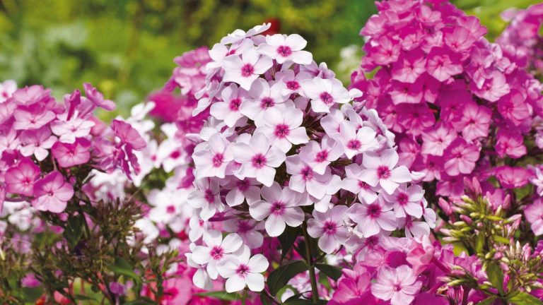 Quand réduire le phlox – comment décider entre effectuer la tâche à l’automne ou au printemps