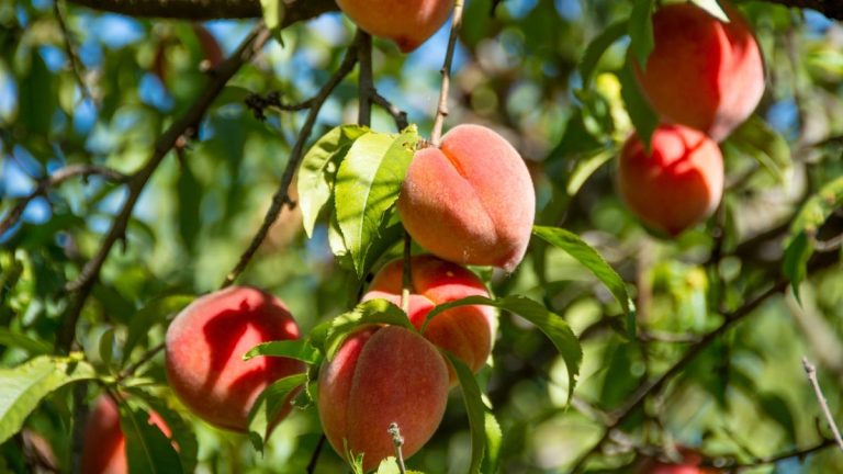 Quand tailler un pêcher – conseils d’experts pour une récolte de fruits abondante