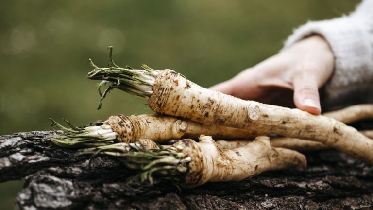 Comment récolter le raifort – mes meilleurs conseils appris en cultivant et en cueillant la récolte pour les chefs