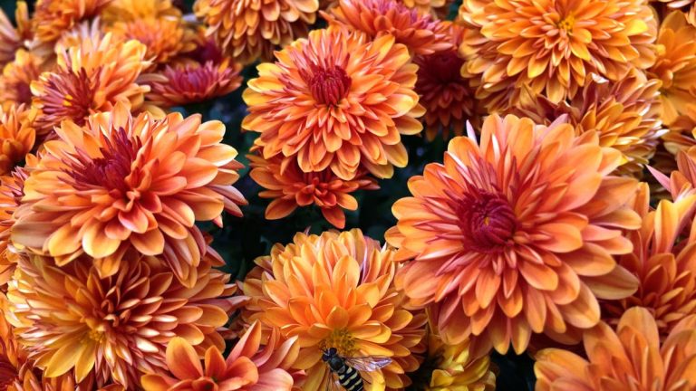 Comment hiverner les mamans – suivez nos conseils d’experts pour protéger ces favoris de l’automne