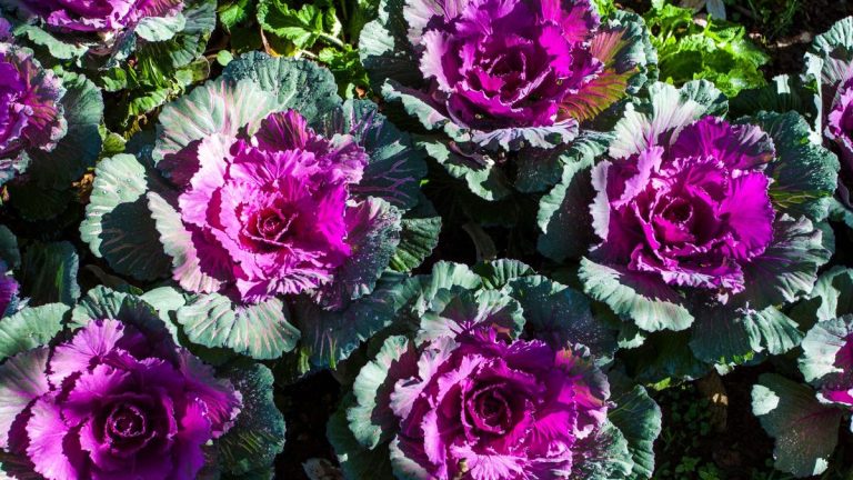 Comment faire pousser du chou ornemental pour donner à votre jardin un regain de couleur pendant les mois les plus froids
