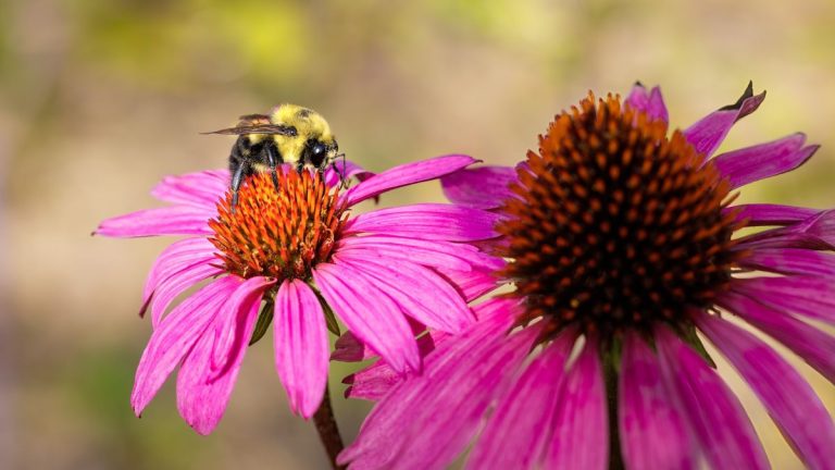 10 plantes pollinisatrices d’automne pour égayer votre jardin et nourrir les insectes