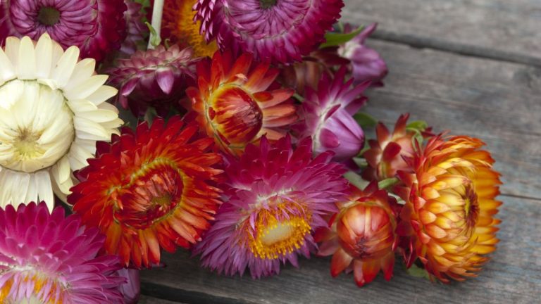 Comment sécher les pailles – mes méthodes éprouvées pour préserver ces superbes fleurs