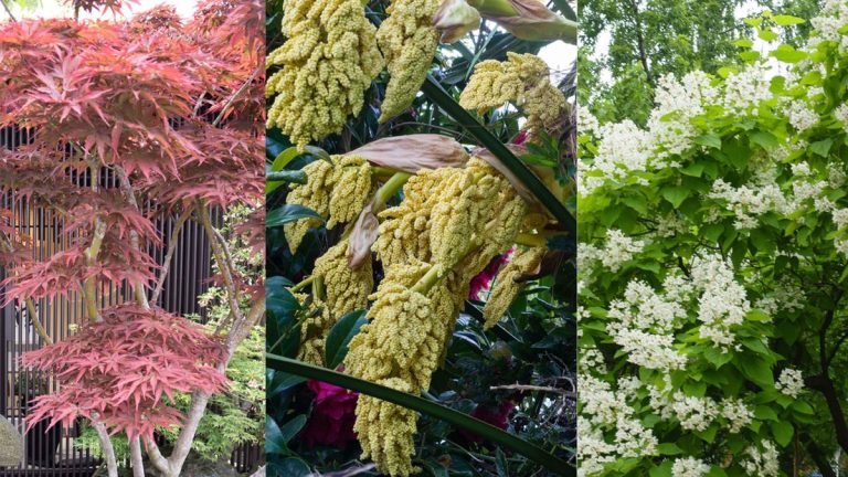 8 des meilleurs arbres nécessitant peu d’entretien pour donner à un jardin un aspect coûteux