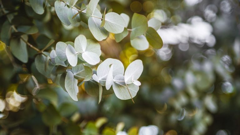 Quand tailler l’eucalyptus – connaître la meilleure saison pour l’arbre et sa santé