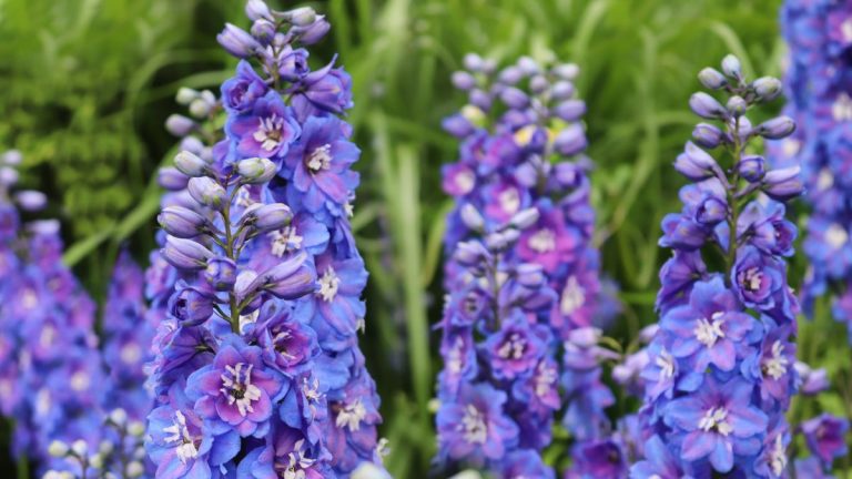 Comment réduire les delphiniums pour plus de fleurs et des plantes plus saines