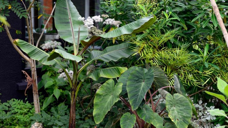 Comment faire pousser des bananiers résistants au froid pour un jardin tropical, même dans des climats plus frais