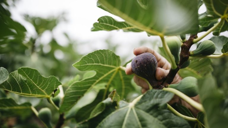 Quand tailler les figuiers – les bons moments pour des arbres sains et des récoltes abondantes