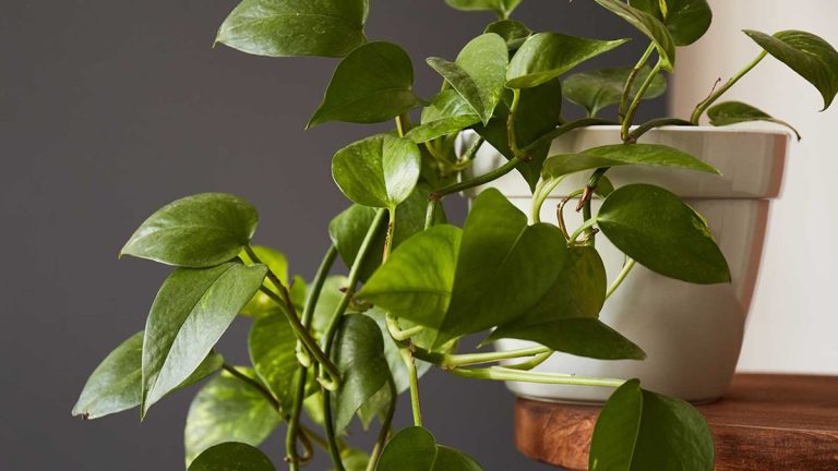 Pourquoi mon pothos se flétrit-il ?  Conseils rapides pour raviver votre plante d’intérieur tombante