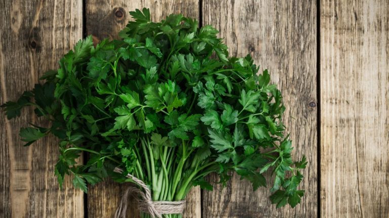 Comment tailler le persil pour une plante plus touffue – conseils simples pour réussir