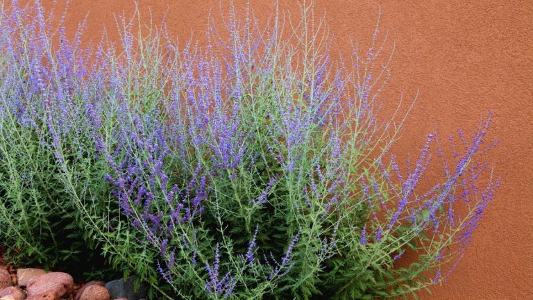 Quand couper la sauge russe – comment décider de la tailler à l’automne ou au printemps
